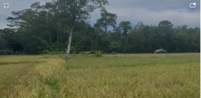 Kasih