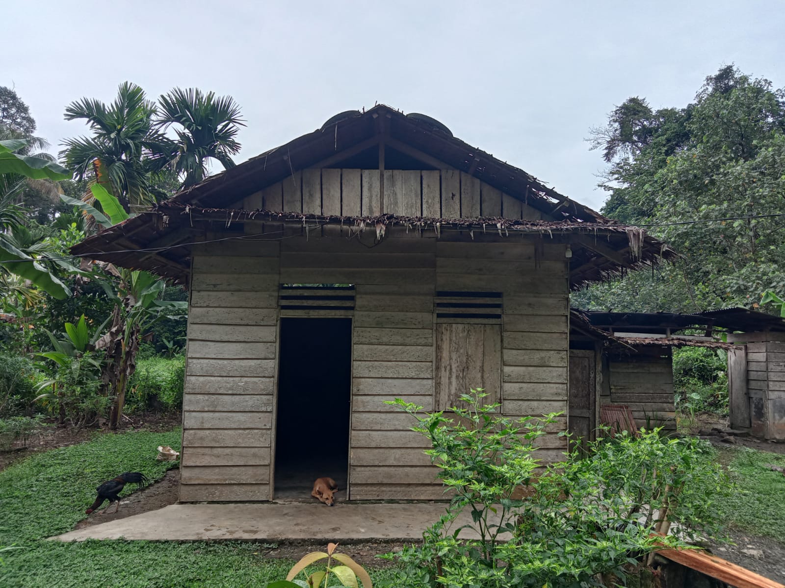 Yamolala Laoli